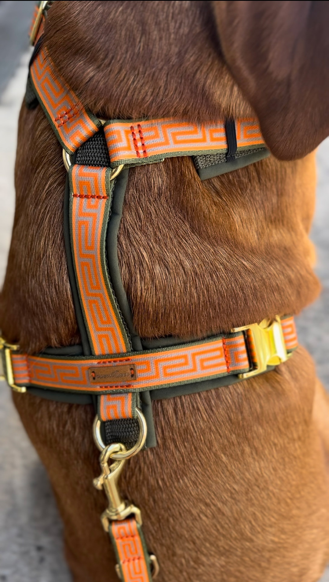 Details von gepolstertem Hundegeschirr an Labrador - Design Wellenbrecher, Mäander Muster in Orange/Olive