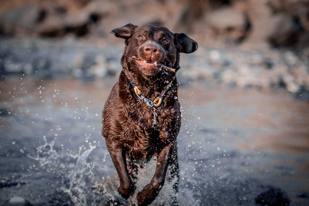 Labrador rennt durch das Wasser, trägt beiges Tauhalsband