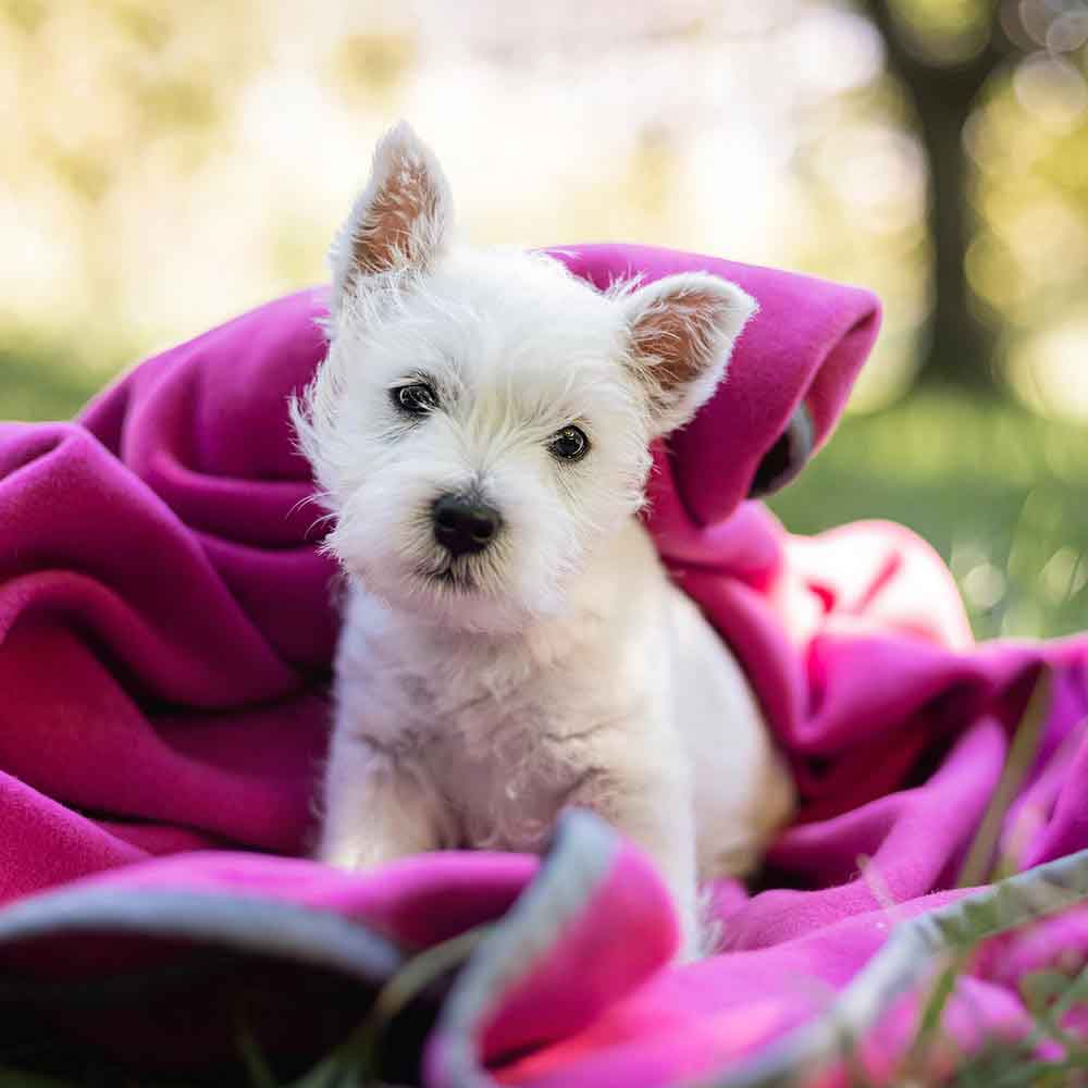Westie Welpe Outdoor mit Schmusedecke Magenta