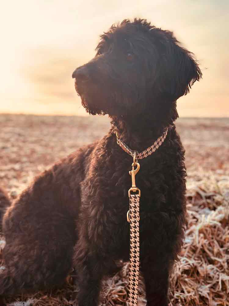 Labradoodle-Lola mit Halsband Design Stadtgeflüster