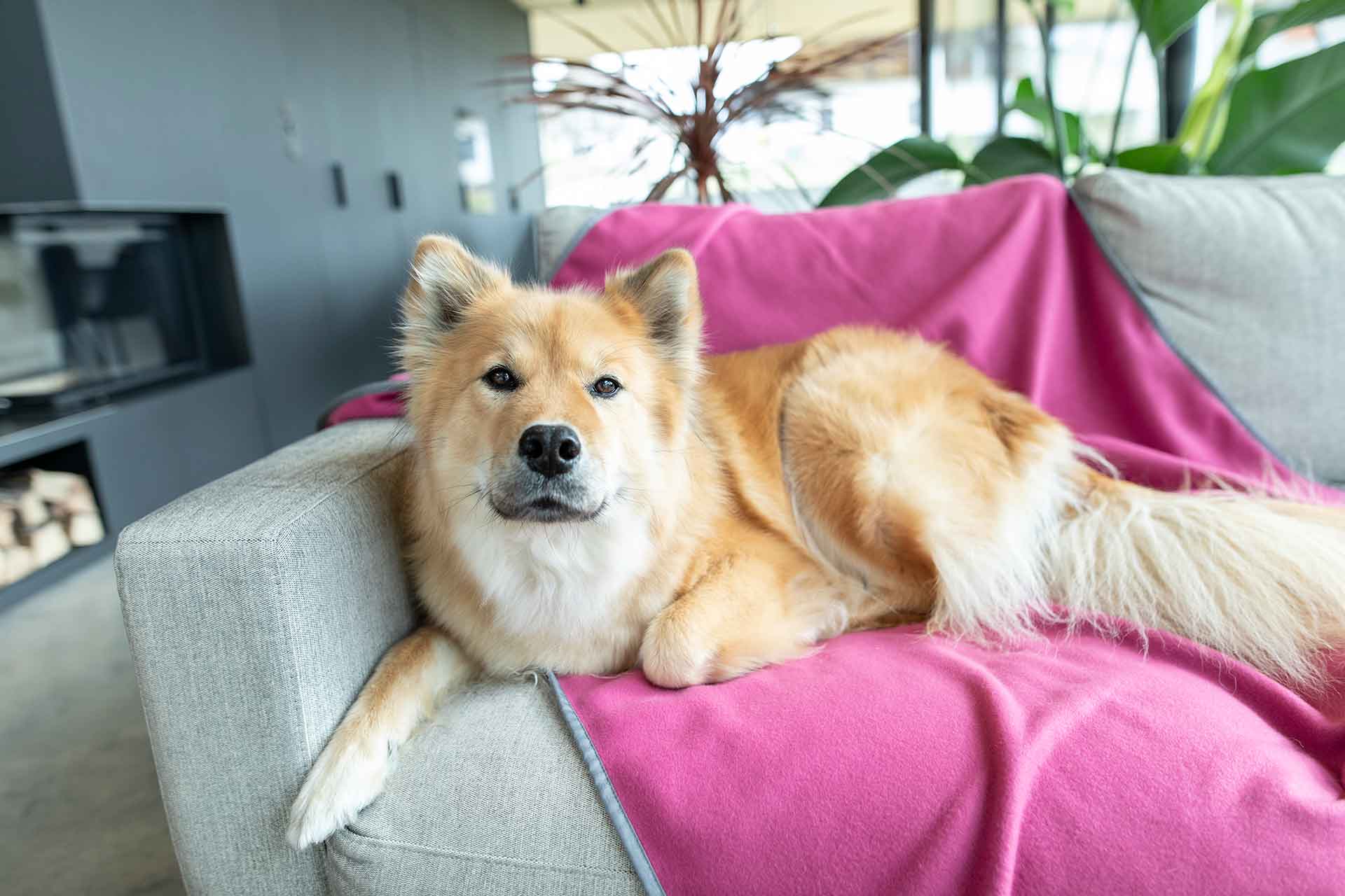 Schmusedecke Magenta ausgebreitet auf der Couch mit Hund