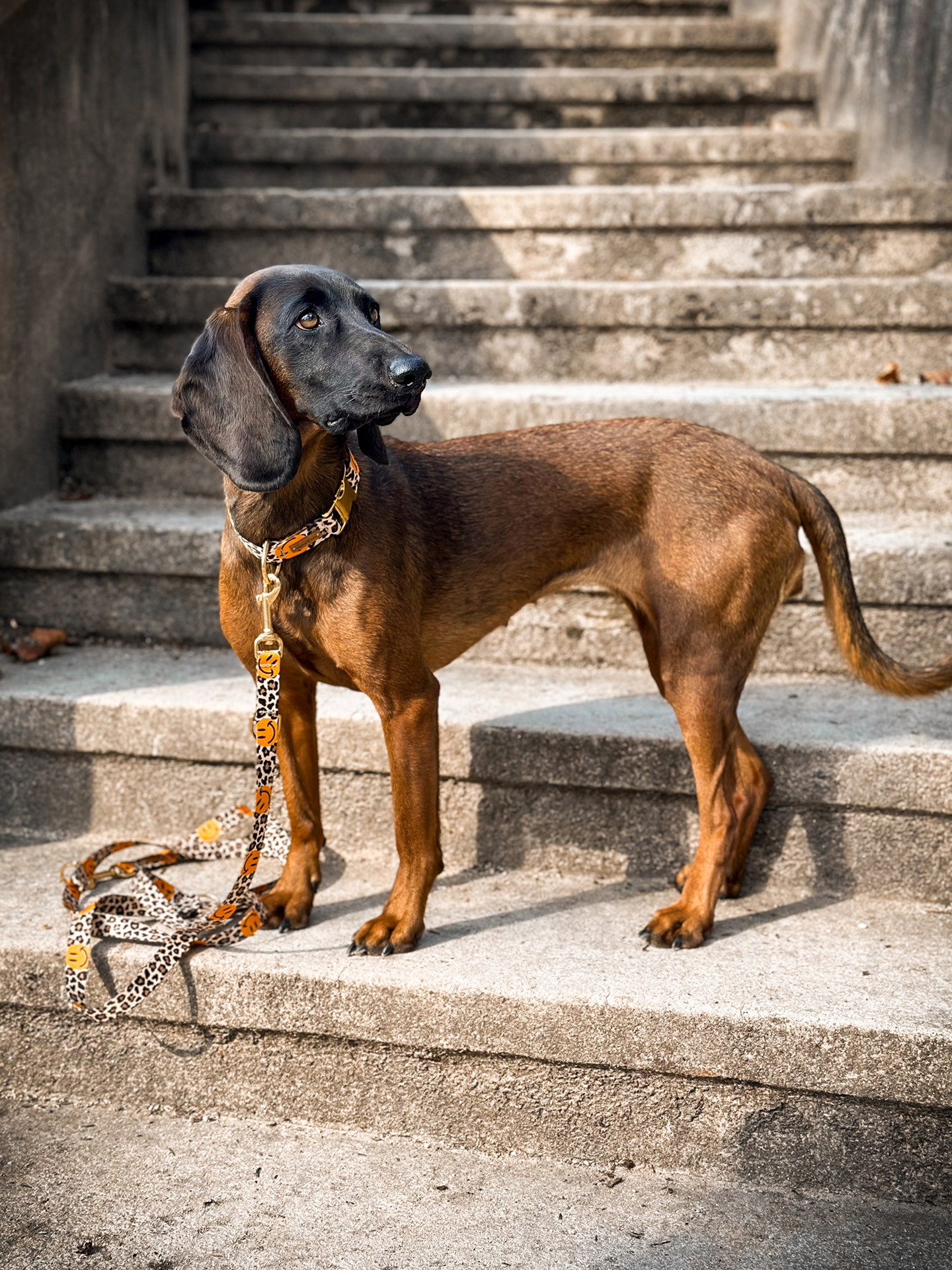BGS Cleo in Hundehalsband und Hundeleine Motiv Leo mit Smile