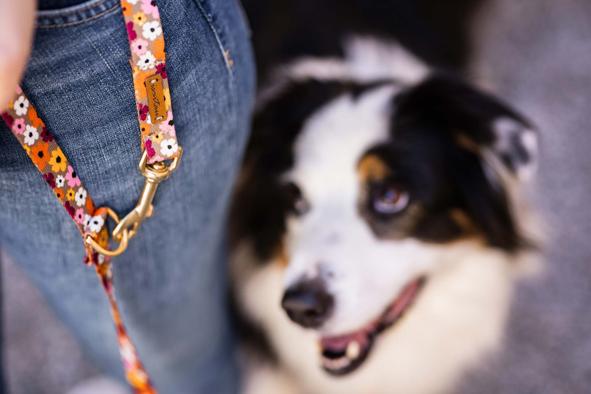 Hund blickt nach oben, dabei trägt er das Set Blumenmeer in Form von Hundehalsband und Hundeleine