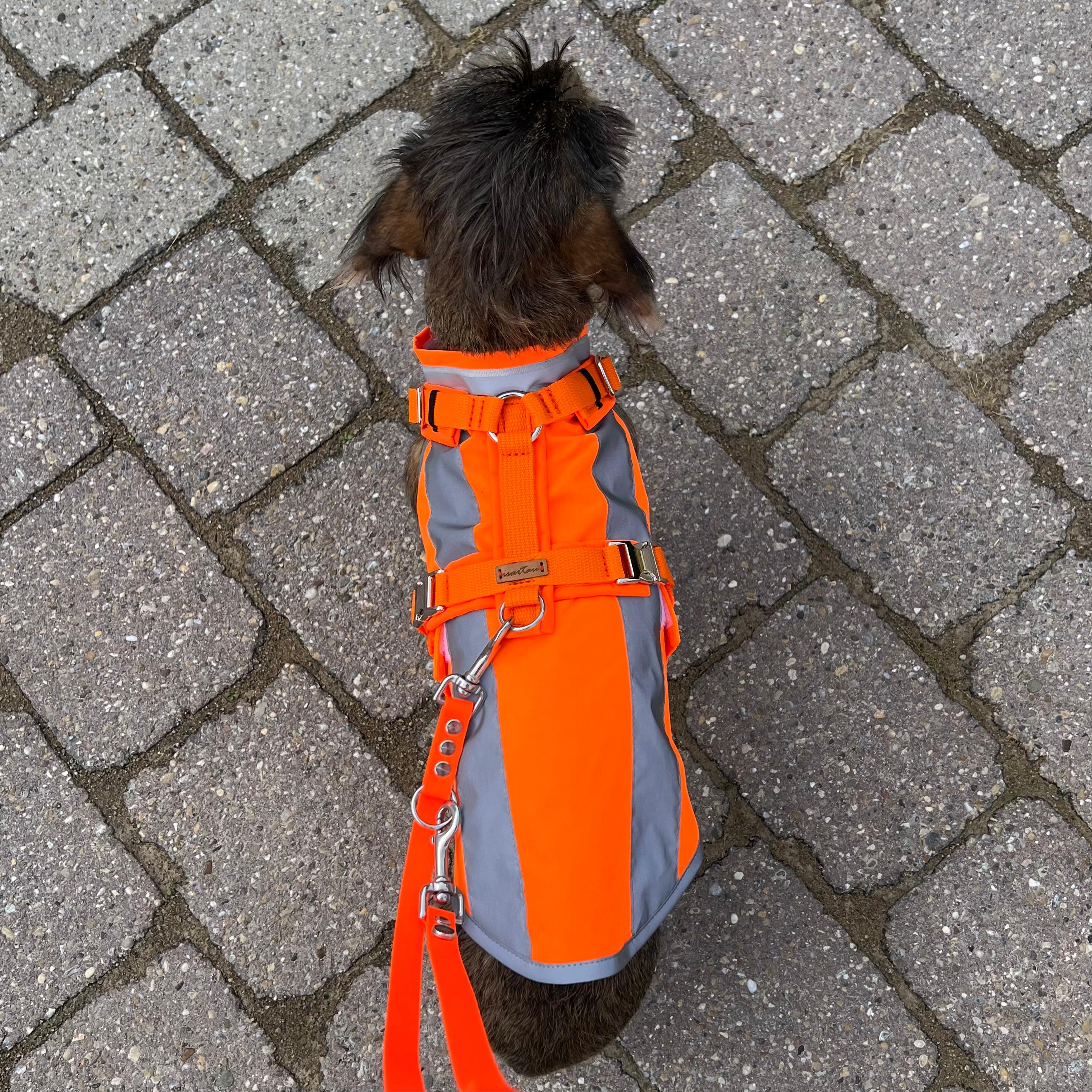 Dackel im Safety Look, Neonorange, Hundegeschirr, Hundeleine und Hundewarnweste