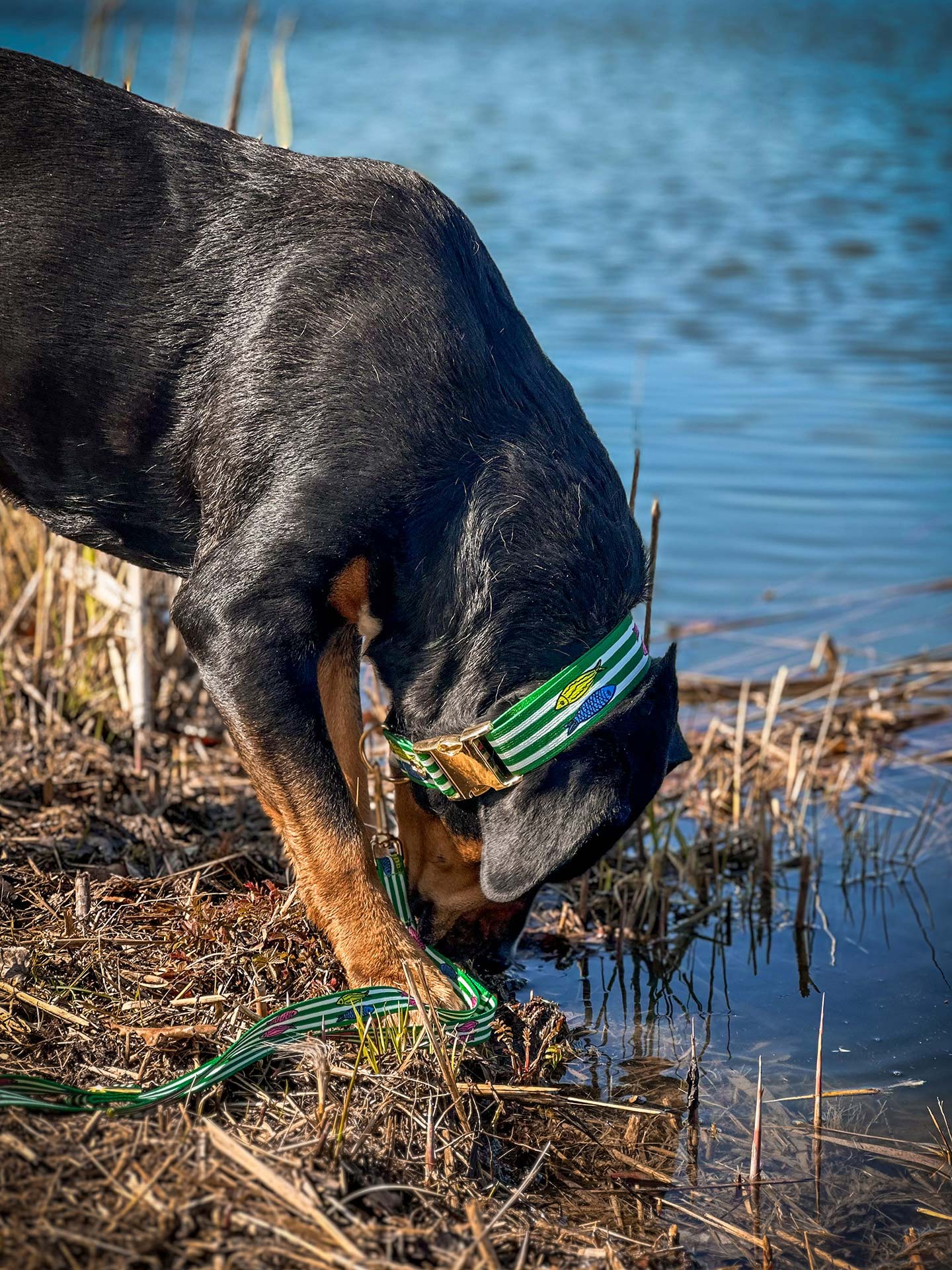 HUnde trinkt aus See, Design Halsband SALTY, Fischmotiv