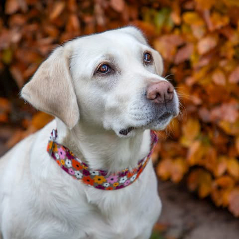 Labrador Ella im Designerhalsband Blumenmeer, Größe XL, 4cm breit