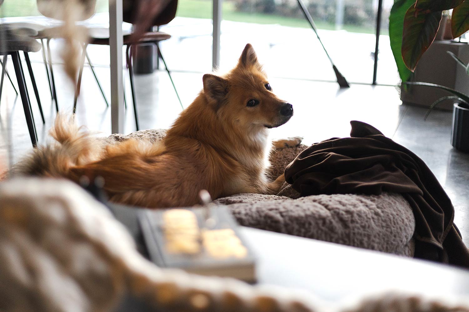 Glücklicher Hund im runden orthopädischen Hundebett Bagelbettchen, kuschelig und unterstützend.