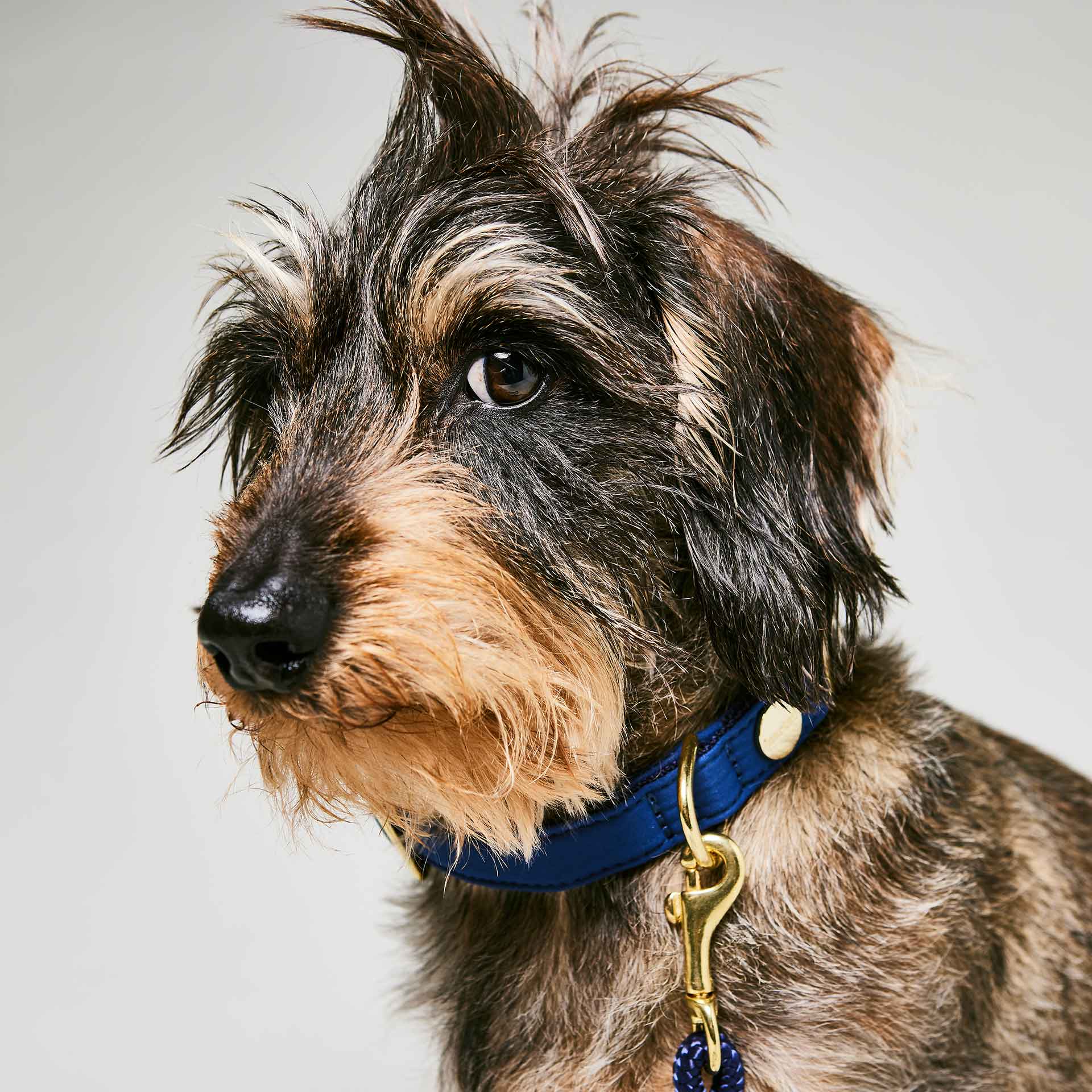 Dackel mit dunkelblauem Halsband aus Softshell