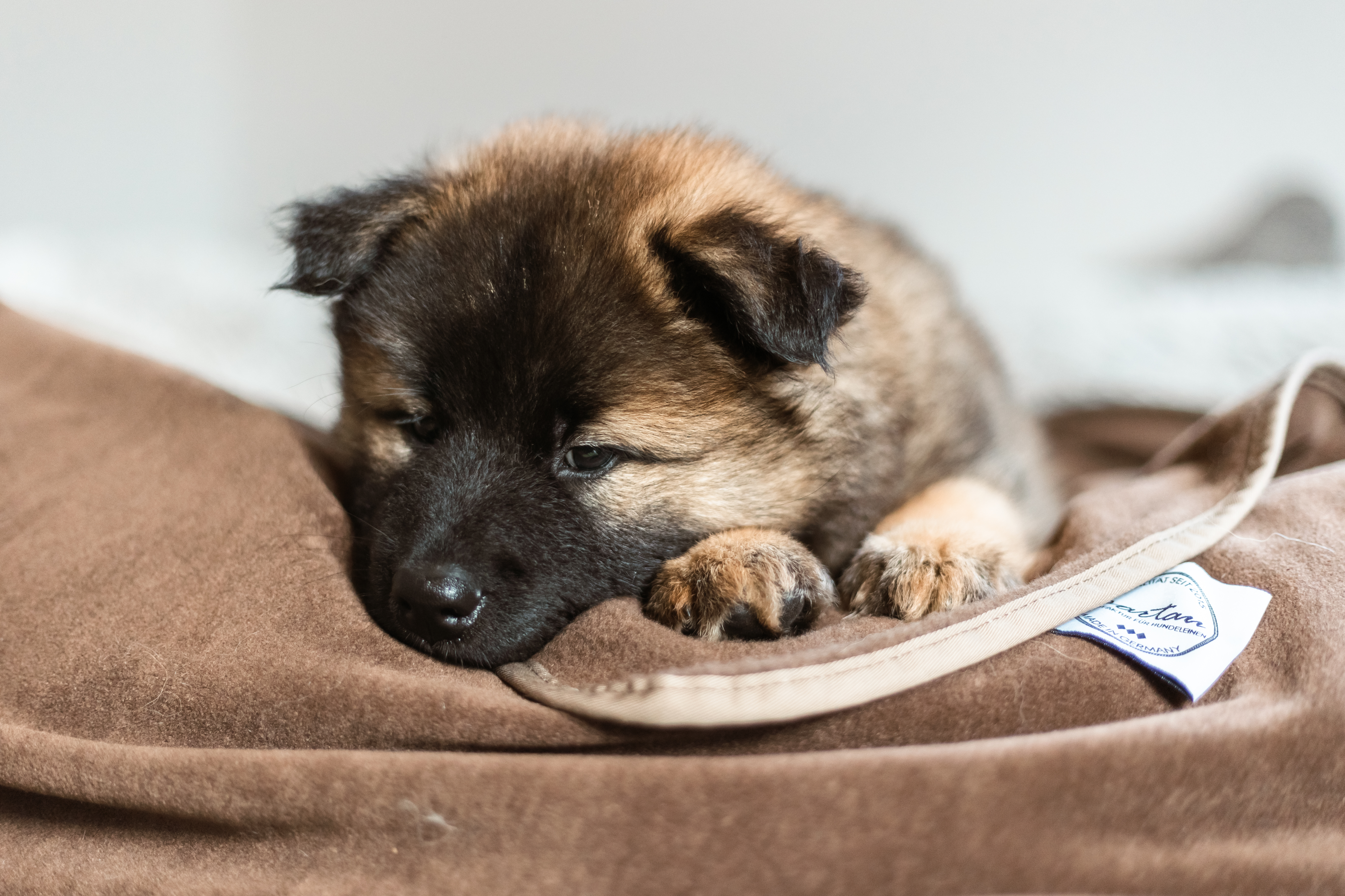 Eurasierwelpe auf Schmusedecke Braun