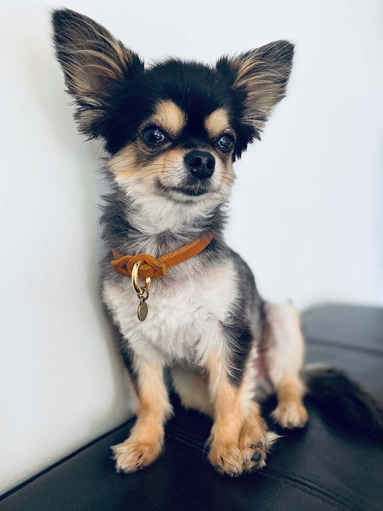 Chihuahua in Markenband der Farbe Cognac