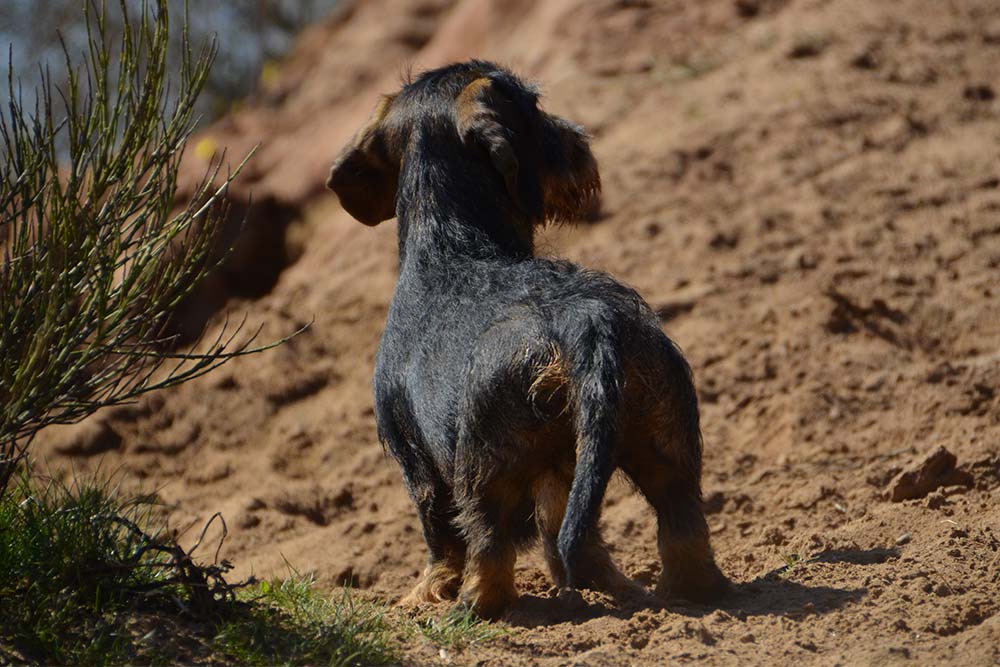 Dackelwelpe steht mit Rücken zur Kamera