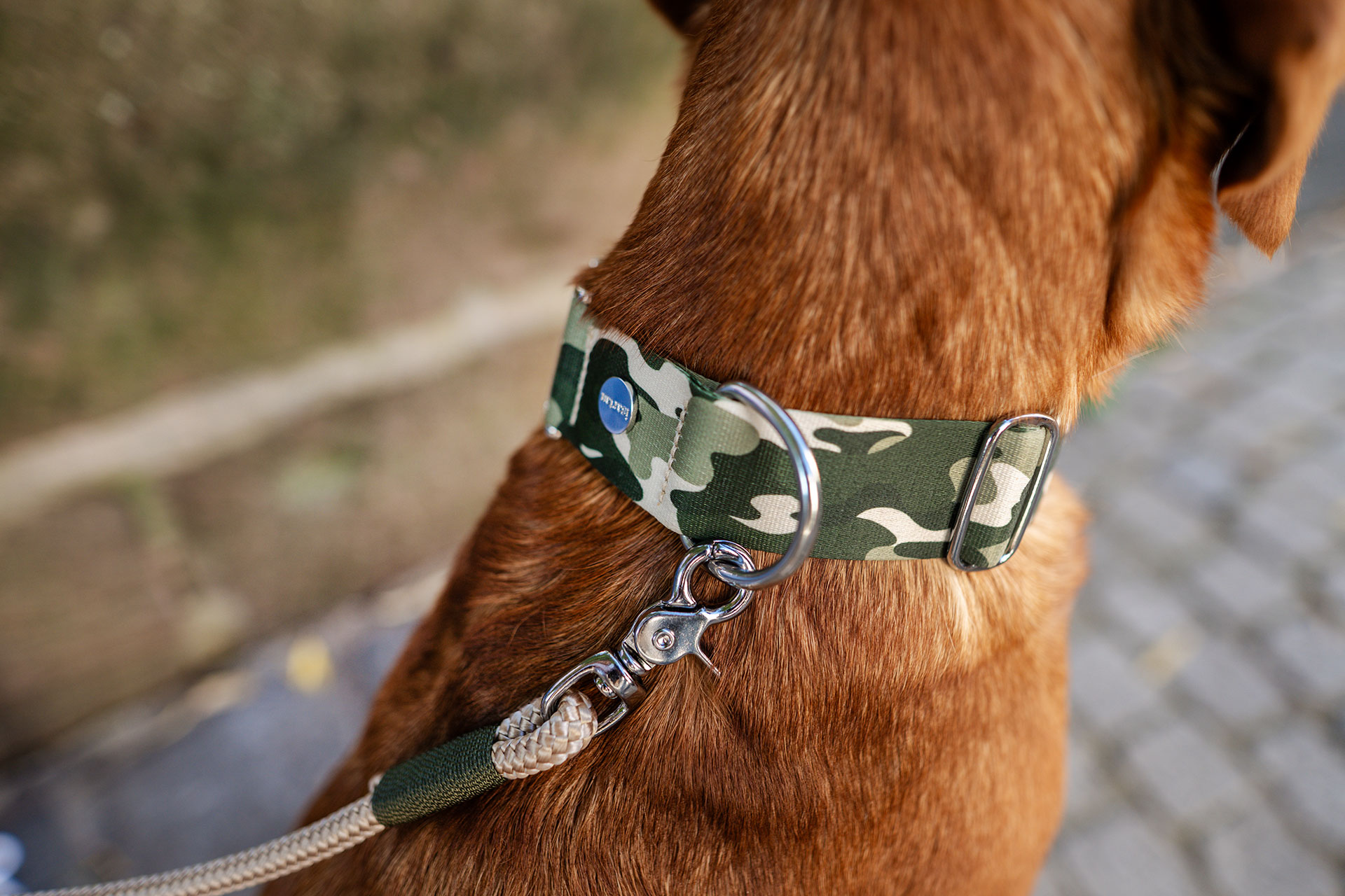 Halsband im Camouflage Stil an Labrador
