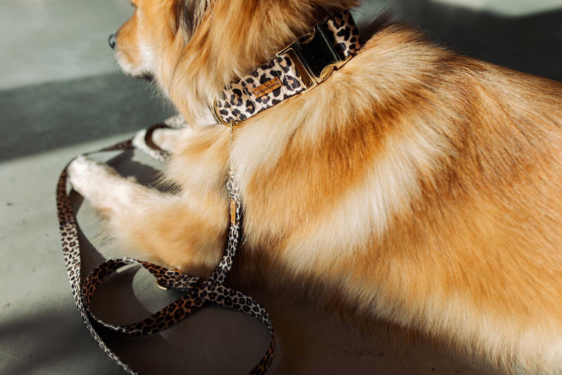 Nahaufnahme verstellbares Hundehalsband Leo goldfarben, Gurtband im Leoprint Design an Eurasier in Größe XL