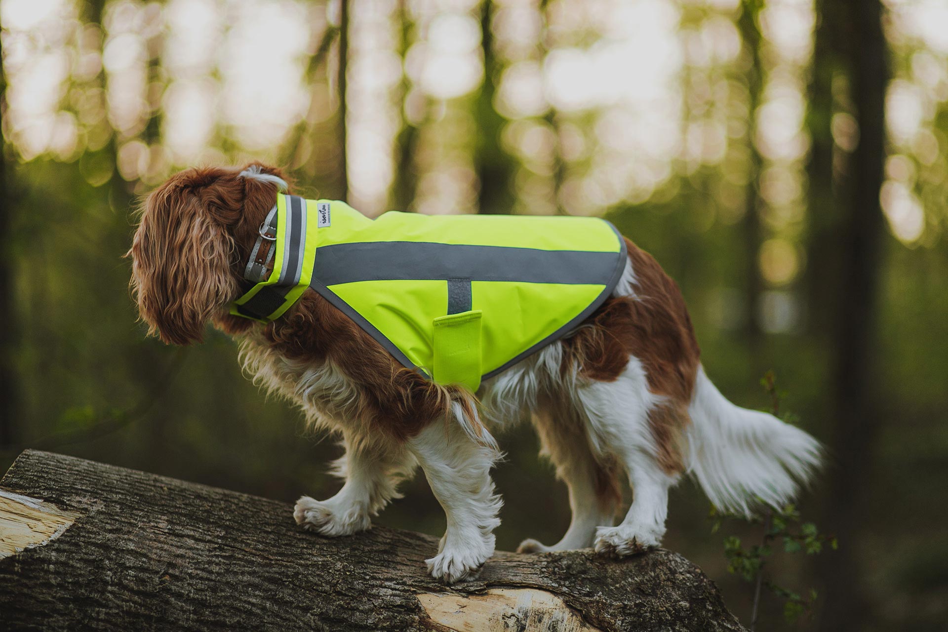 Cavalier King Charles trägt neongelb Hundewarnweste