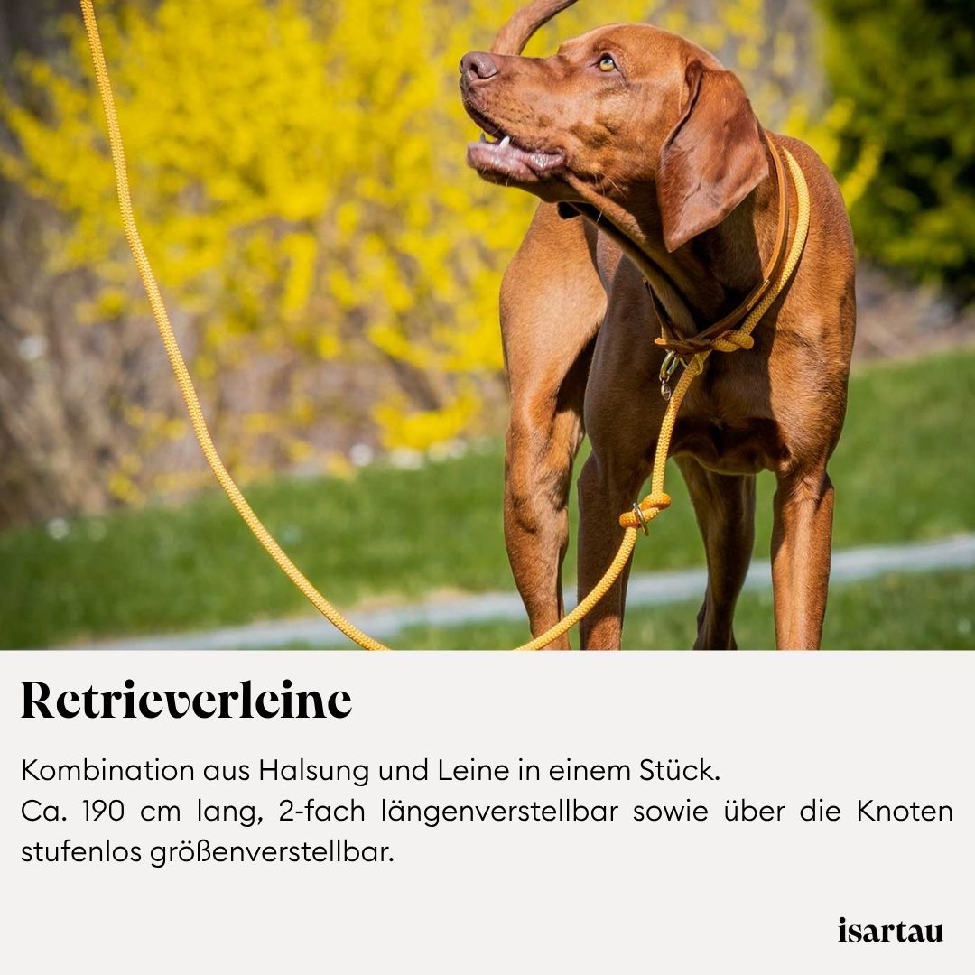 Vizsla mit Retrieverleine