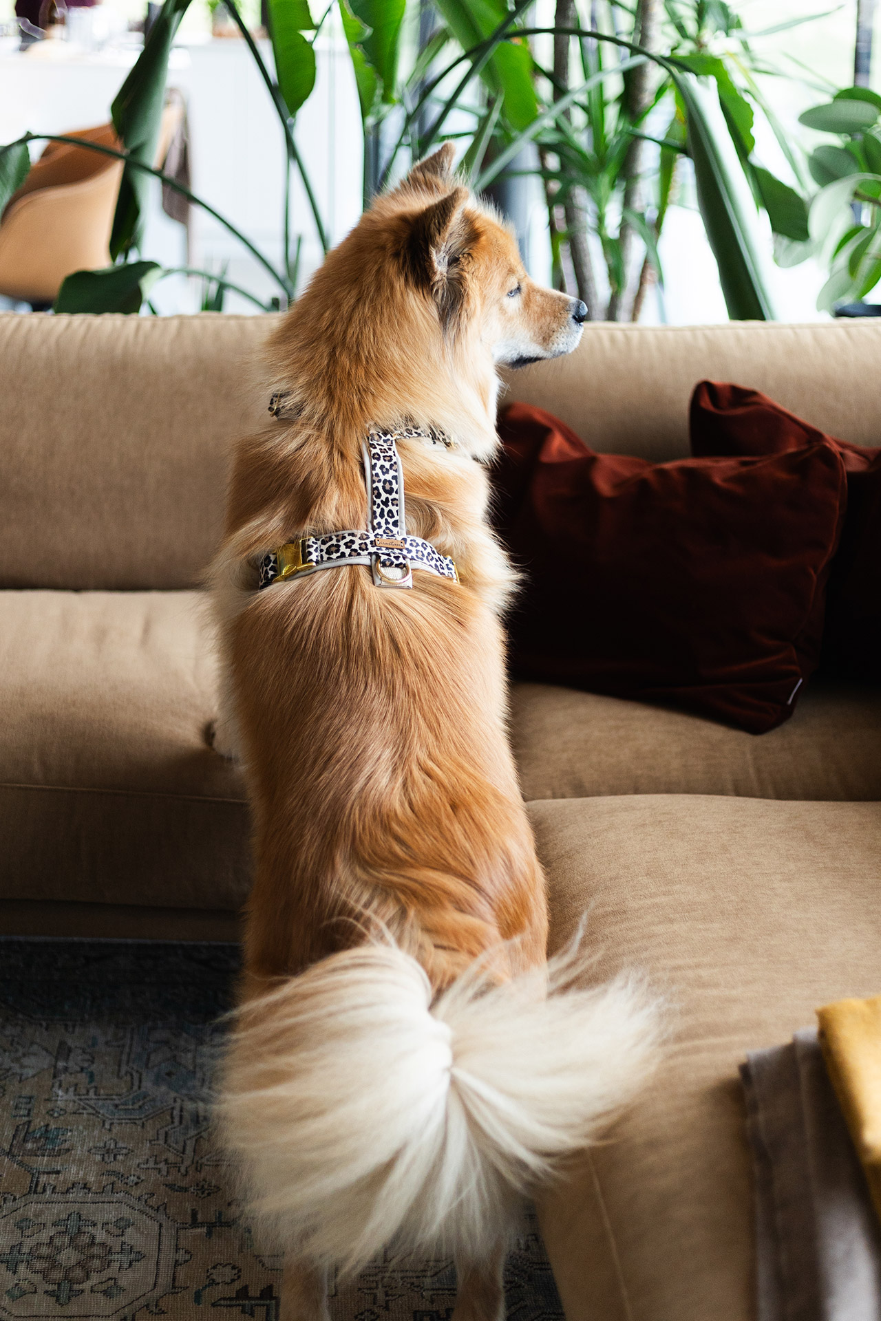 Detailbild Eurasier mit Deisgnergeschirr LEO, goldfarbenen Steckschließen