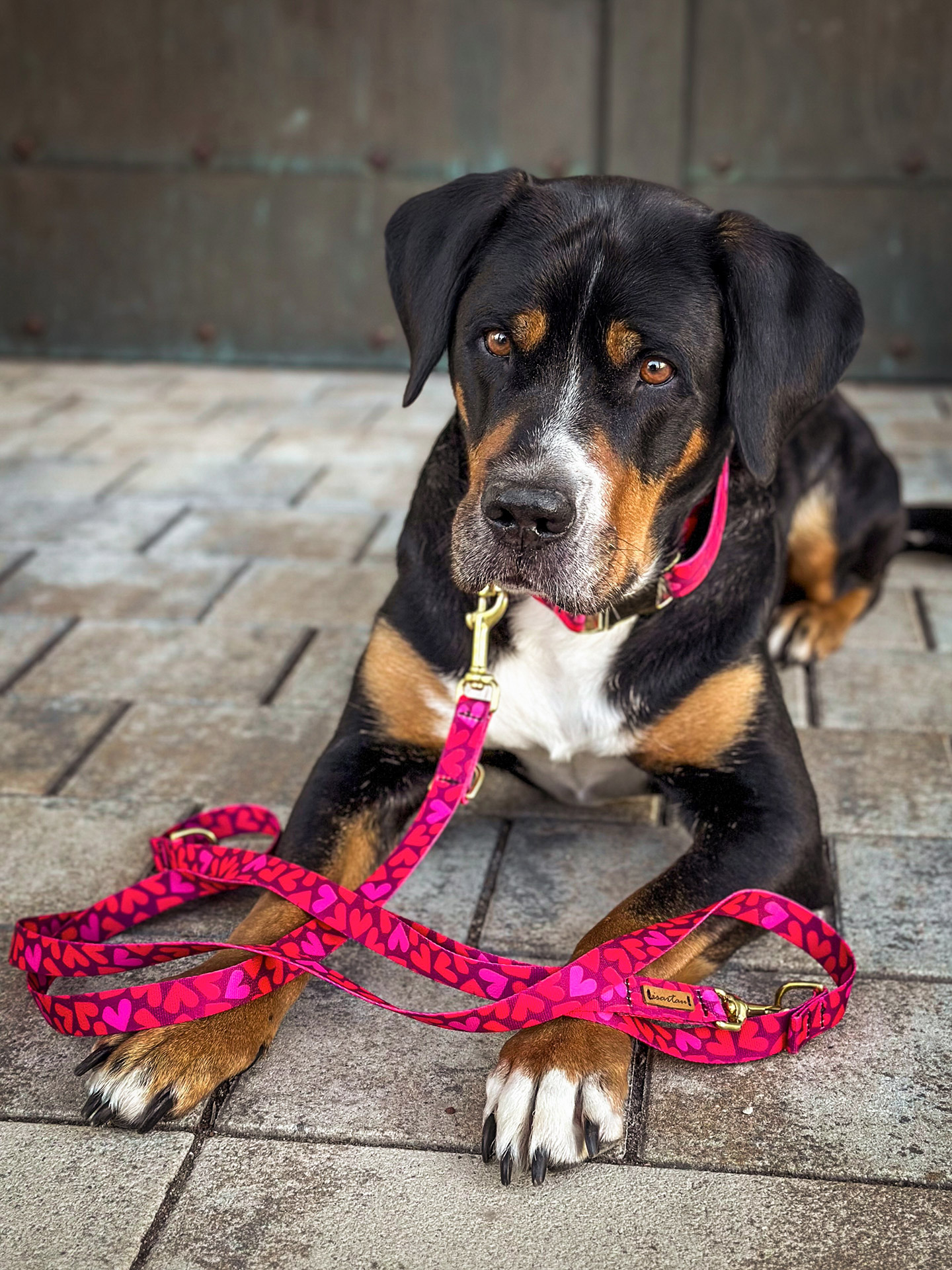 Großer Schweizer Sennenhund mit Halsband und Leinen Set im Design Herzklopfen, Herzprint in Rot