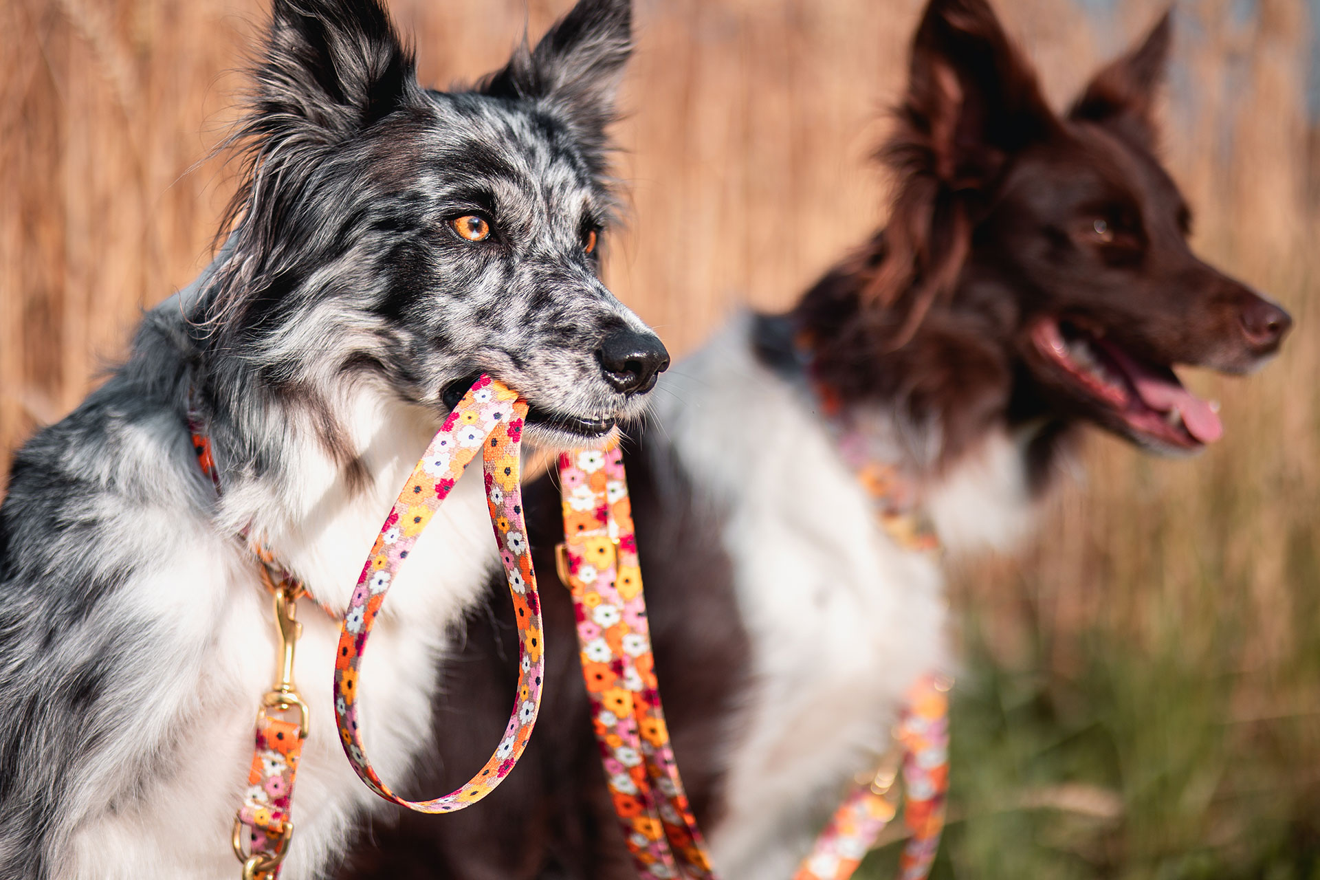 Aussies im Kornfeld mit Design Blumenmeer, Aussie trägt die Hundeleine des anderen