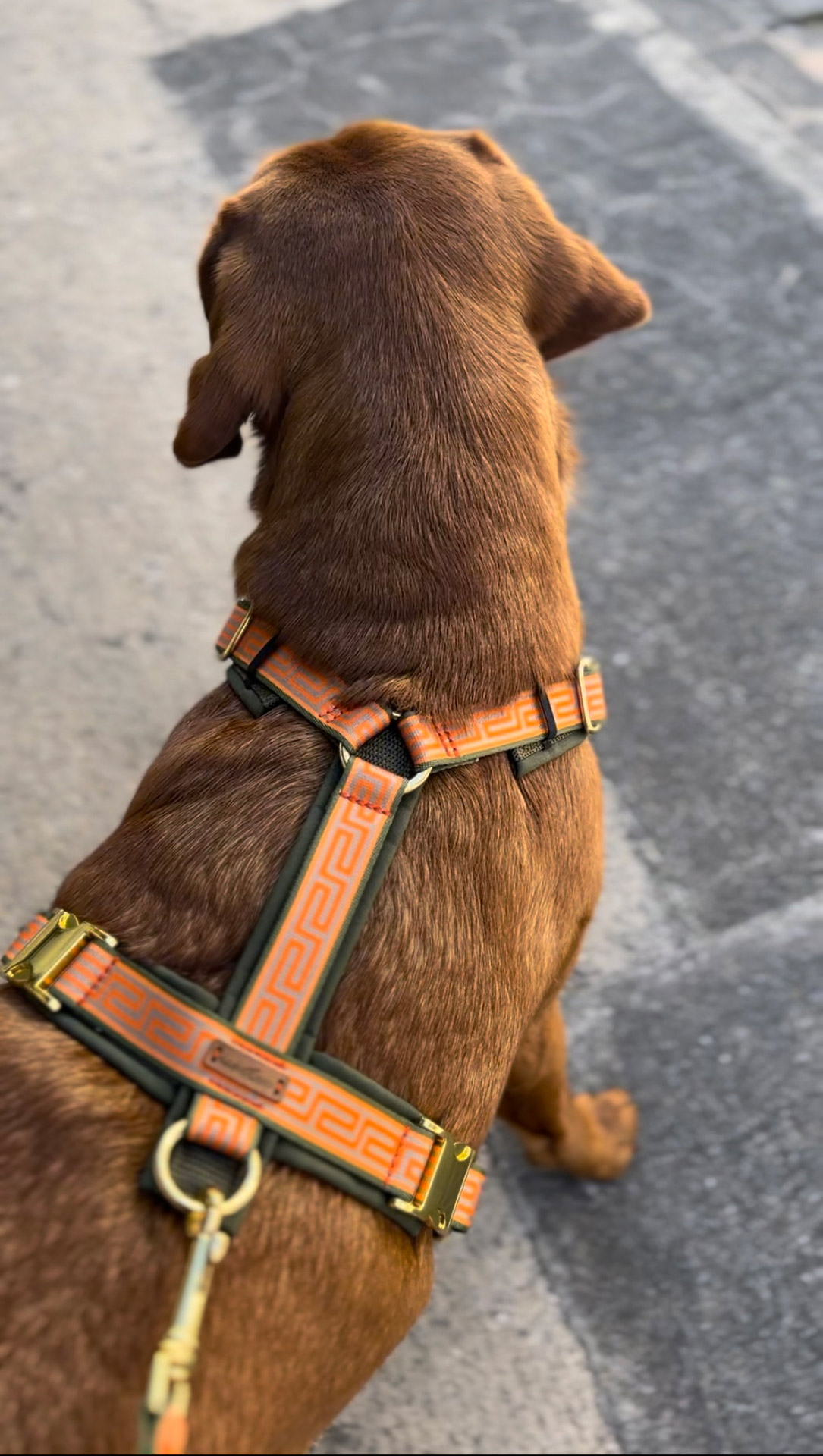 Rückenaufnahme Hundegeschirr Wellenbrecher an Labrador