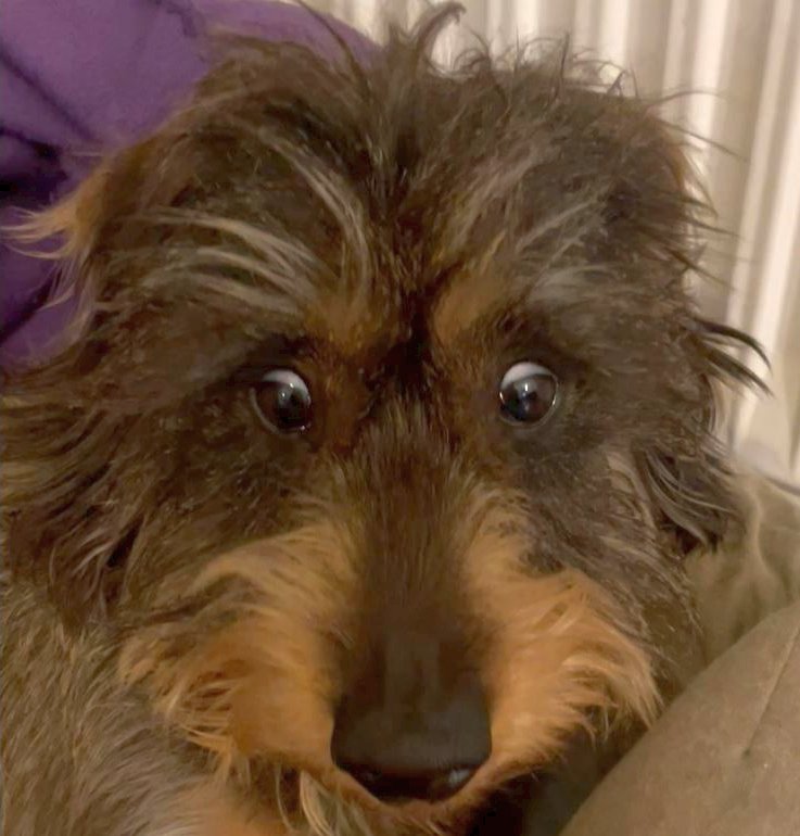 An Tetanus erkrankter Dackel mit Augenproblemen