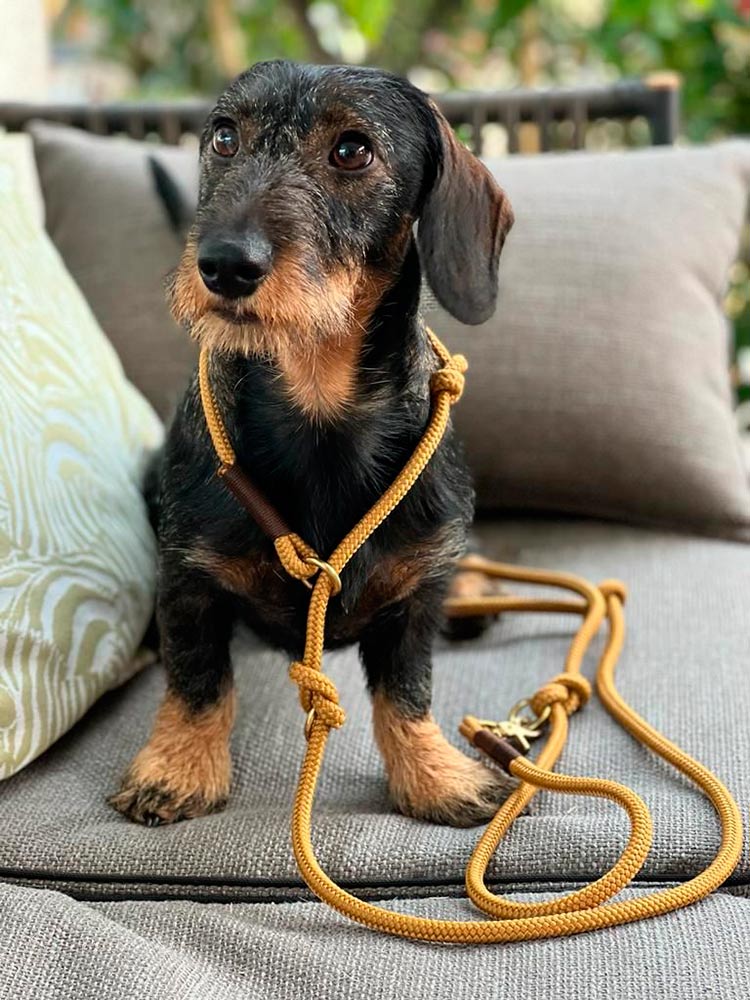 Dackel Gustav mit Retrieverleine Sweet-Toffee Dunkelbraun (Softtau-10mm)