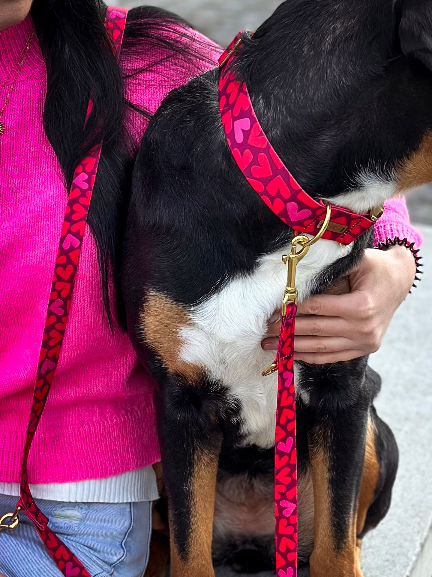 Halsband Herzklopfen mit Designerleine Herzklopfen an GSS (großer Schweizer Sennenhund)