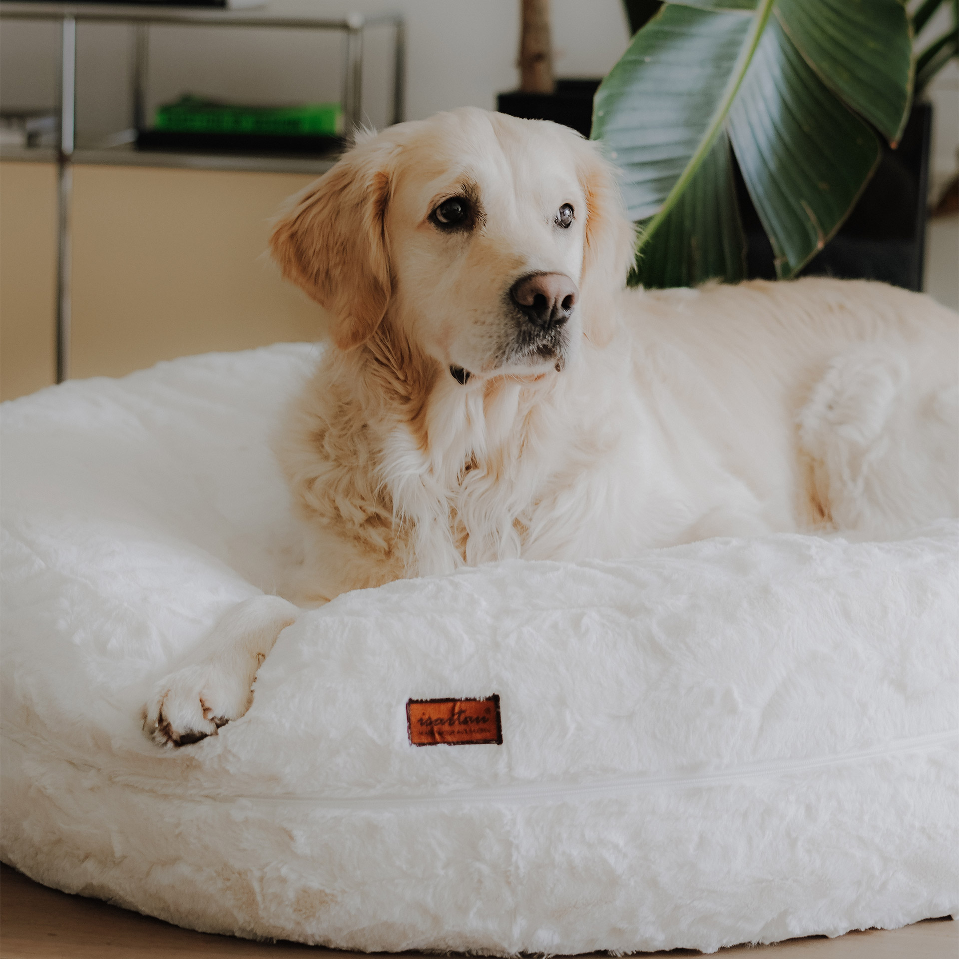 Golden Retriever in runden  Hundebett Bagelbettchen, Farbe Kunstfell Wollweiß, Größe L