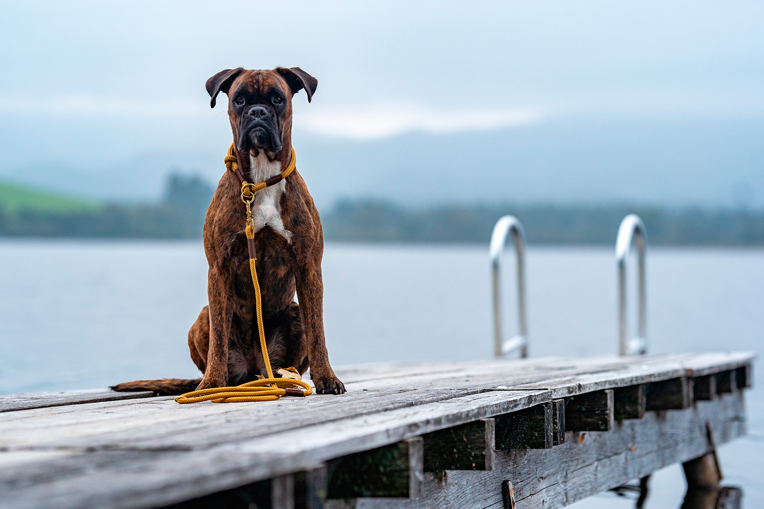Hund Boxer Käthe im Tauset Sweet Toffee Dunkelbraun