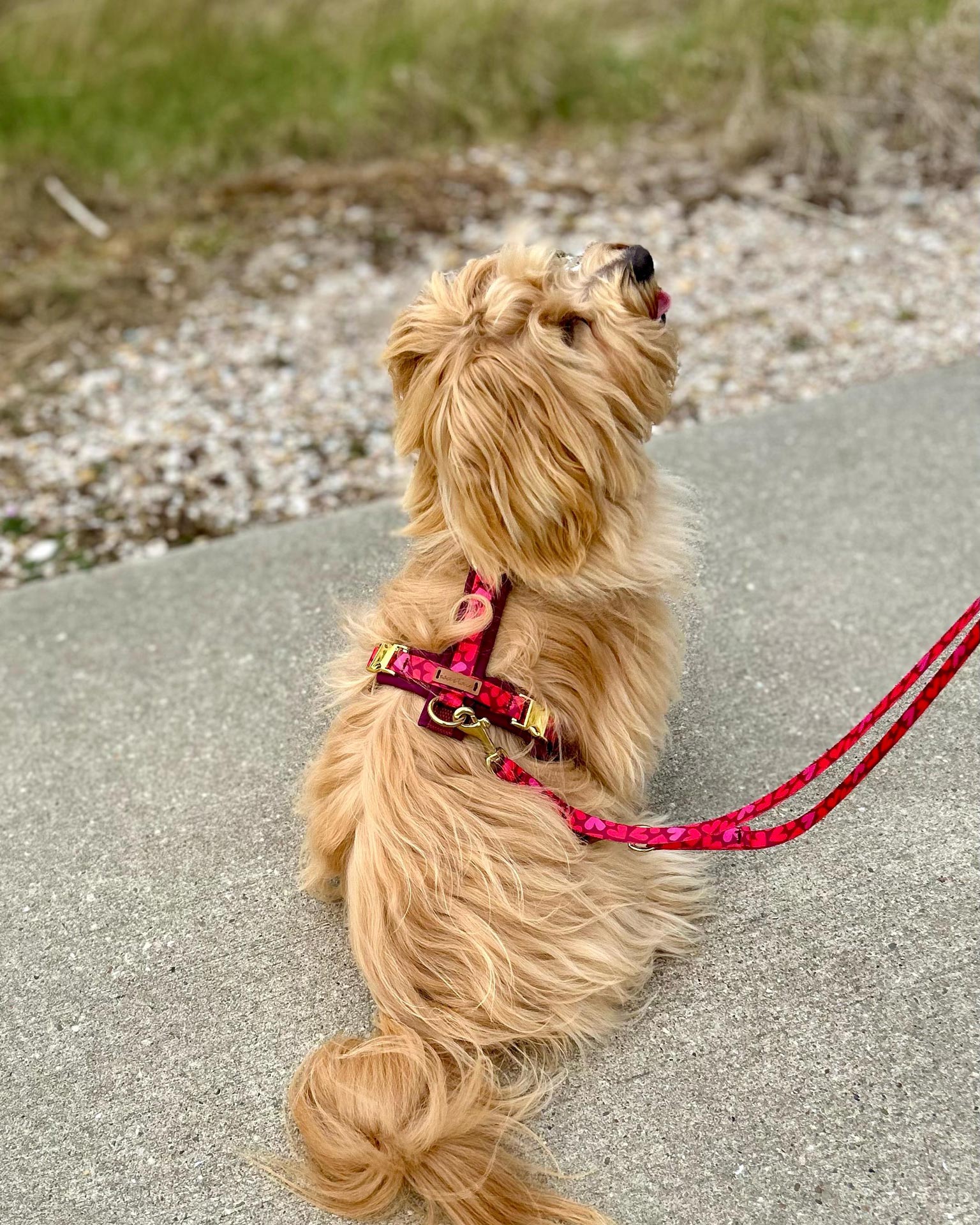 Gepolstertes Hundegeschirr an kleinem Hund, Design Herzklopfen in vielen Rottönen