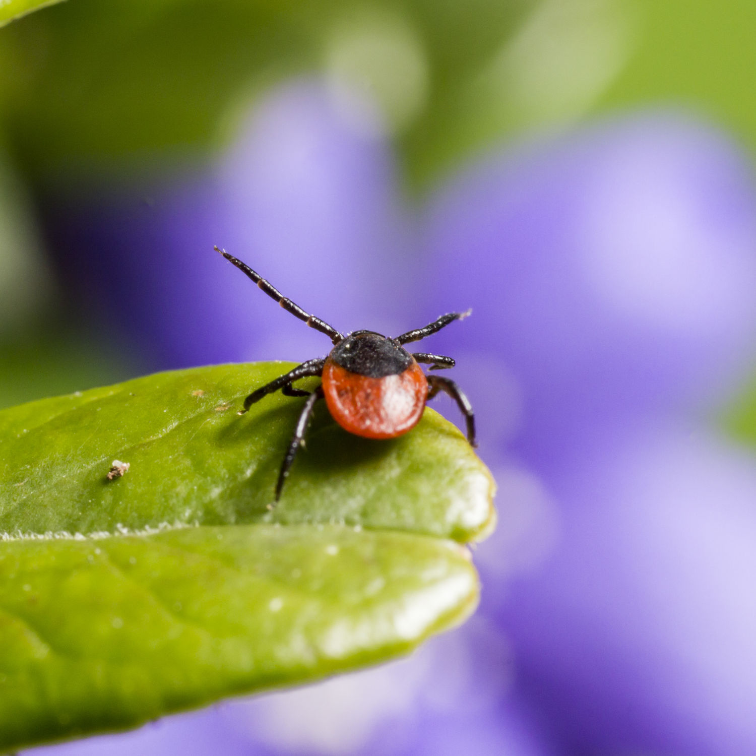 Zeckenentfernung beim Hund
