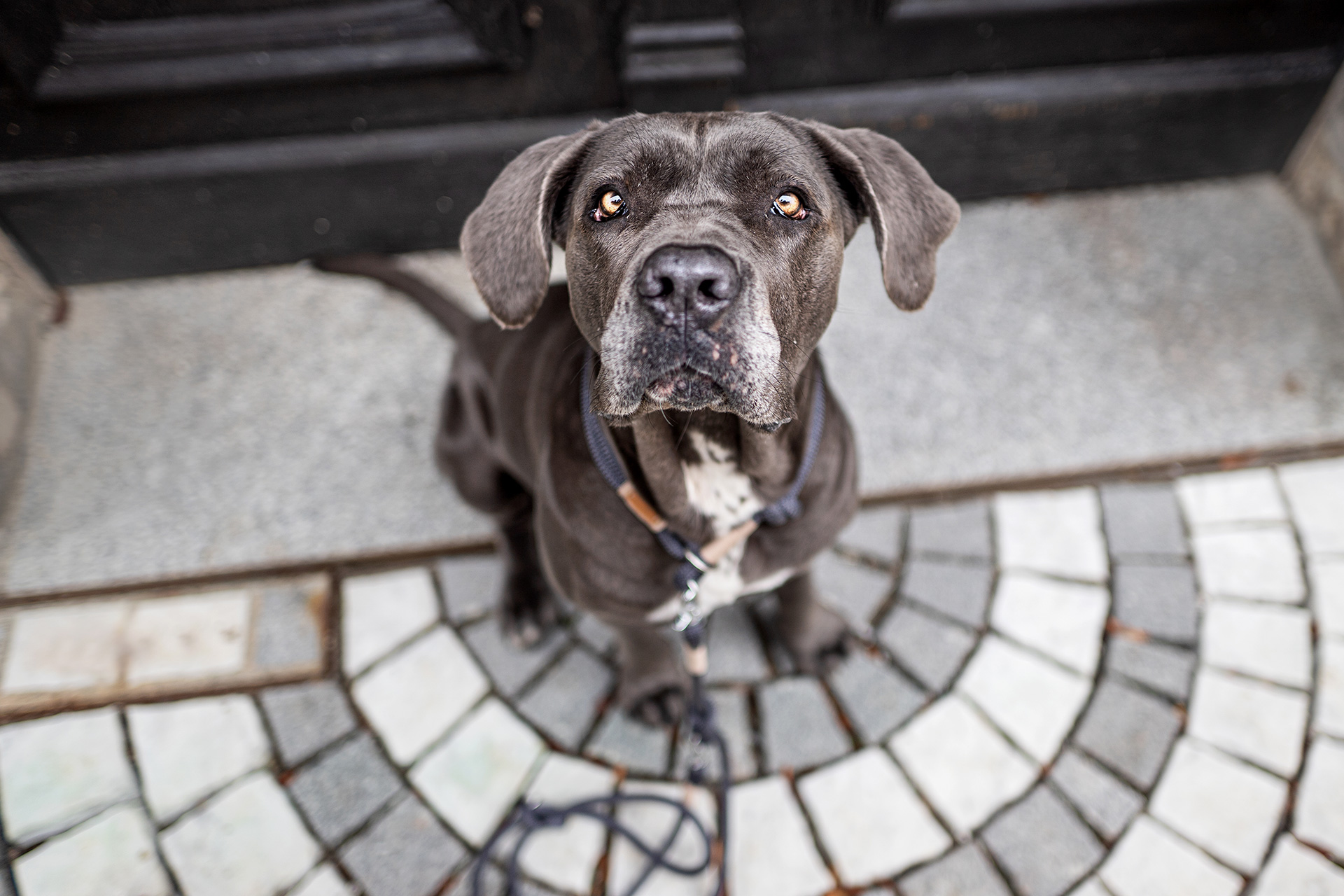 Cane Corso Ruby blickt in Kamera, graues Tauset Heavens Rock Beige