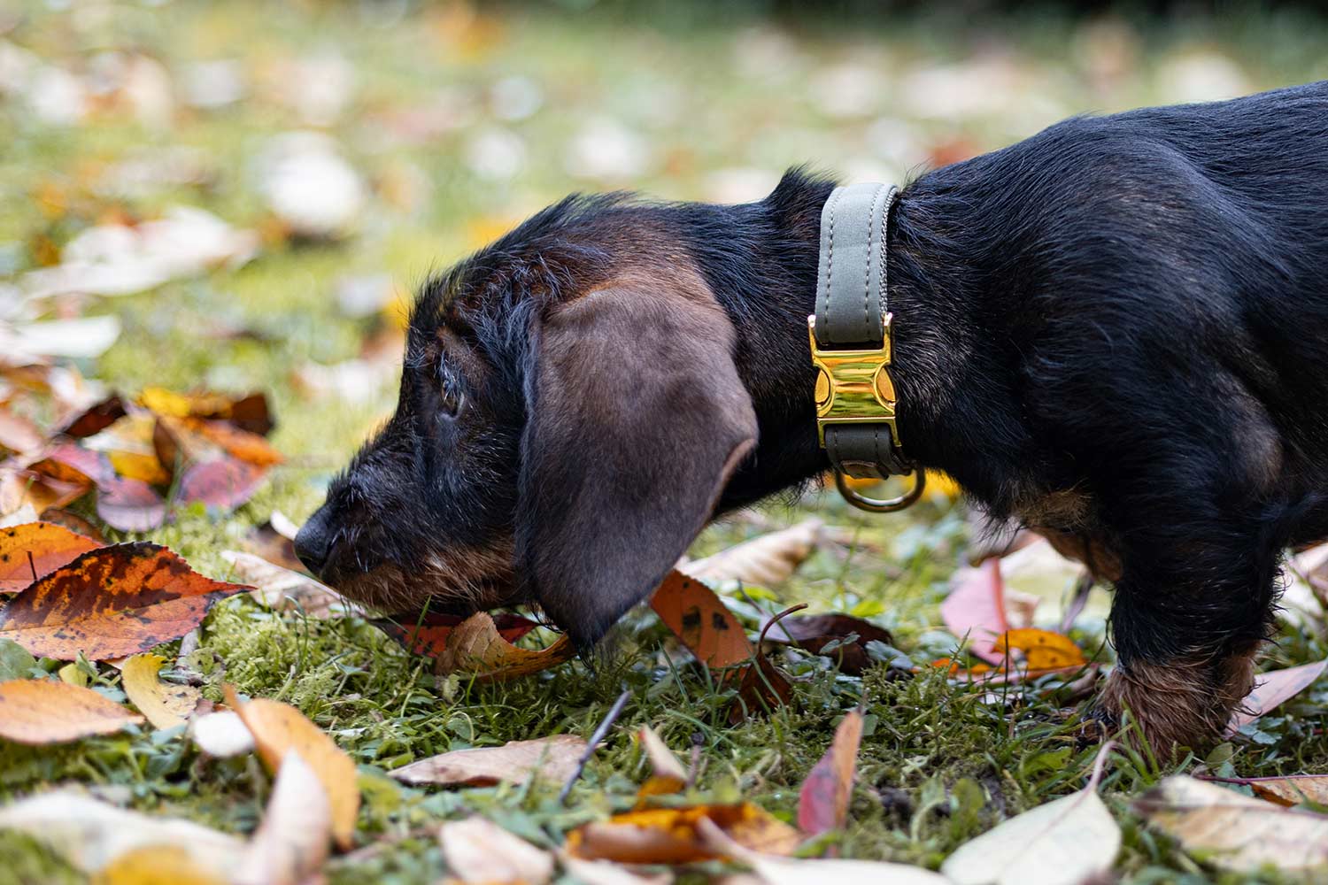 Olivefarbenes Welpenhalsband an Dackelwelpe