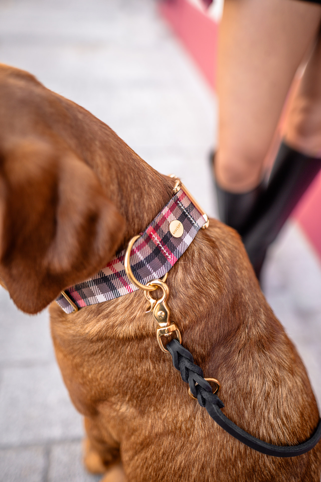 Designerhalsband Flaneur an Labrador Nala mit passender Lederleine in Schwarz