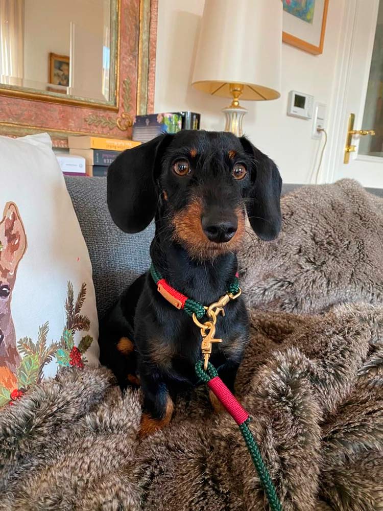 Dackel im Christmas Look, Tauset Evergreen Burgunder