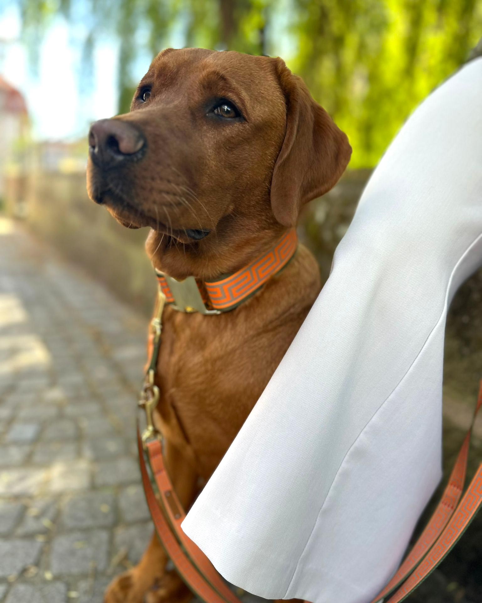 Labrador Redfox mit Wellenbrecher Halsband in Größe XL