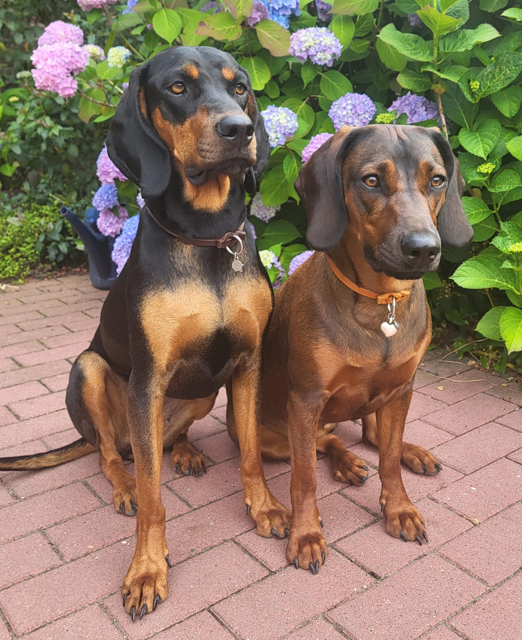 2 Hunde der Rasse BGS in Markenband Cognac und Dunkelbraun