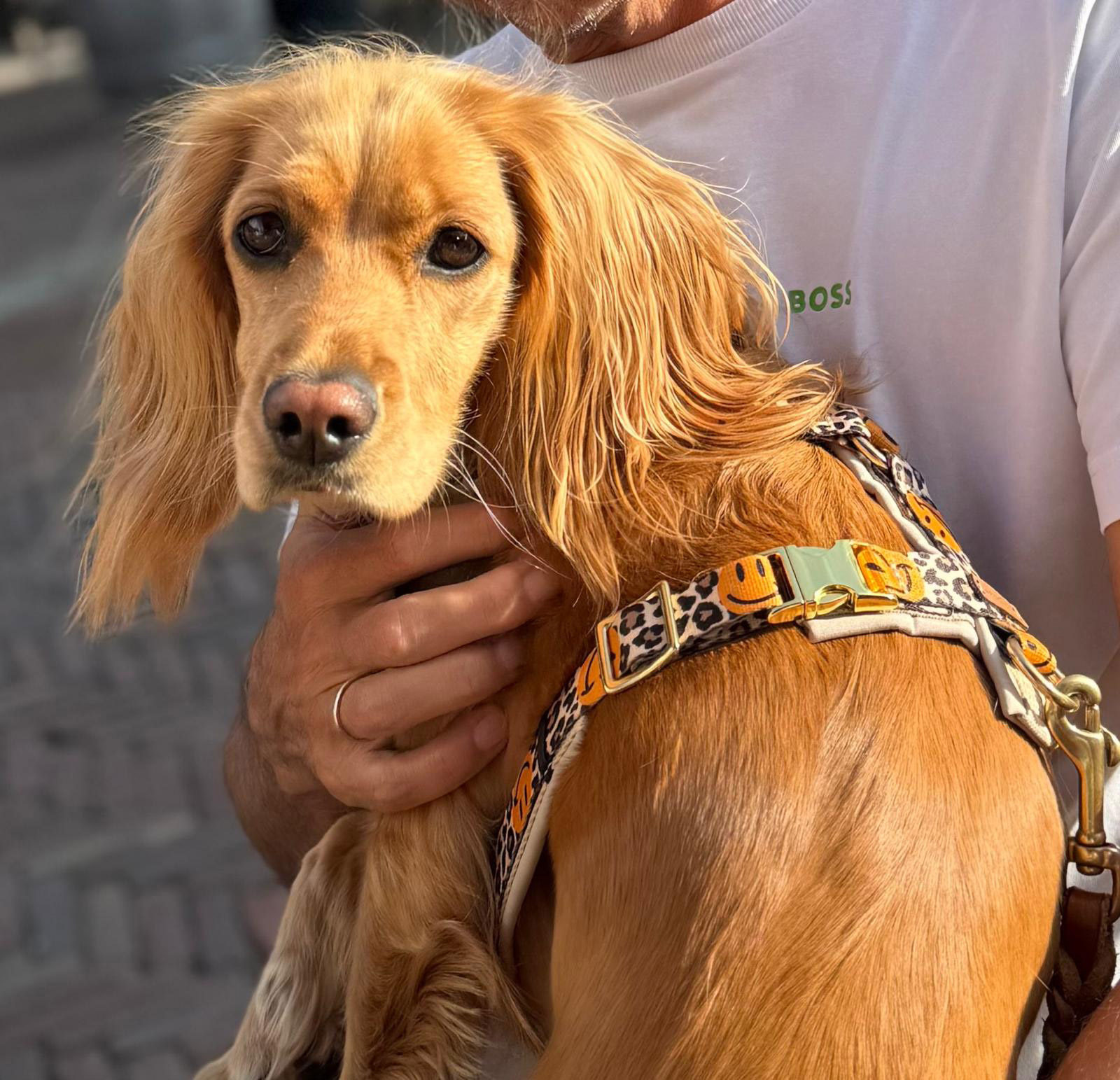 Cockerspaniel Emma trägt gepolstertes Hundegeschirr Design Leo Smile