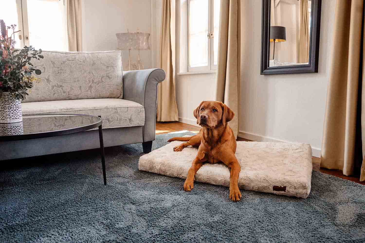 Labrador liegt auf Hundematte Ortho Safe mit beigem Kunstfellbezug, Hotelbesuch