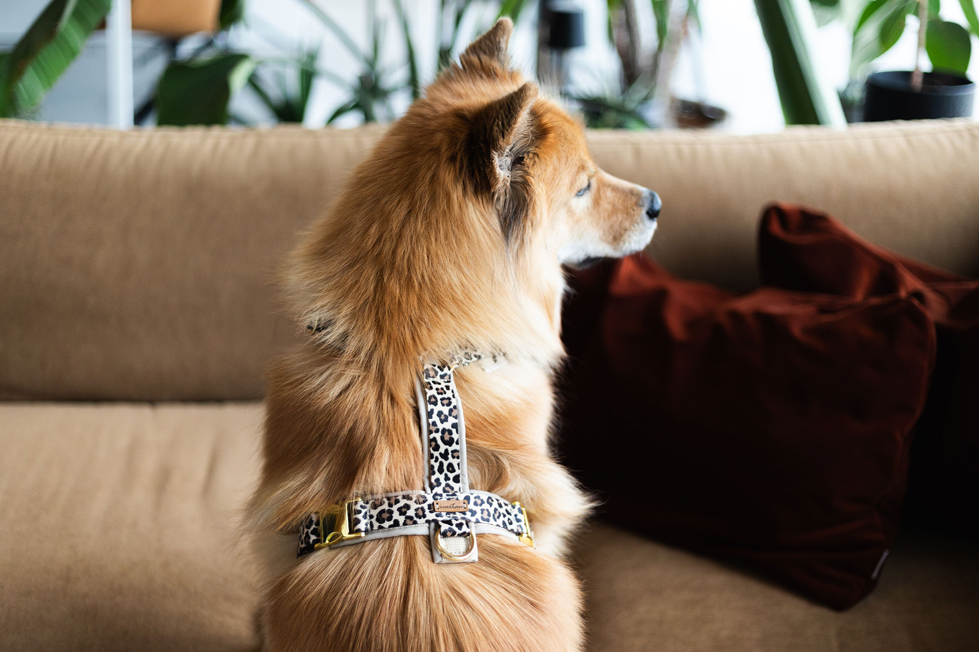 Hund der Rasse Eurasier trägt Hundegeschirr Design Modell Leo, Größe M