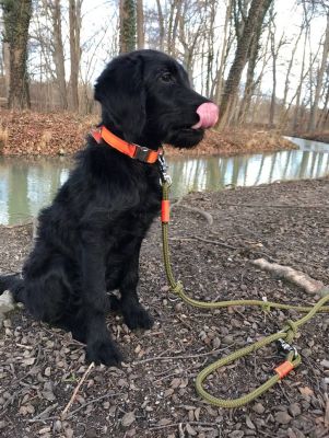 Barney in Halsband  Softie Orange mit Tauleine Olive Grove ORANGE