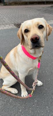 Labrador Halsband Softie Neonpink & Tauleine Easy Summer Neonpink