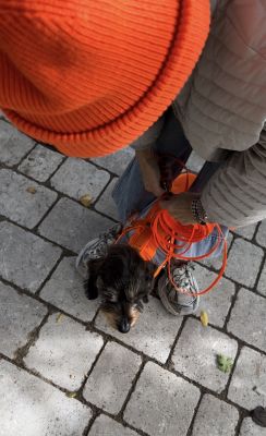 Zwergdackel Enzo mit Schleppleine Neonorange, Minikarabiner, 9mm Biothane