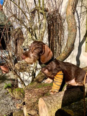 Dackel Brösel Halsband Softie Oliv, Größe M