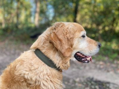 Golden Retriever Balou Halsband Softie Oliv, Größe XL