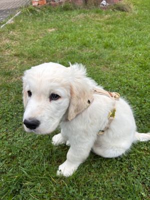  Goldie Welpe Wilson Geschirr Beige Gr.S 