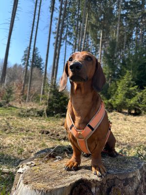 Dackel Gustl in Hundegeschirr Tänzer, Größe M