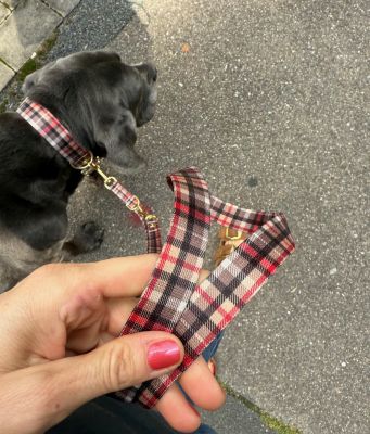 Cane Corso Ruby in Designerhalsband Flaneur Größe XL