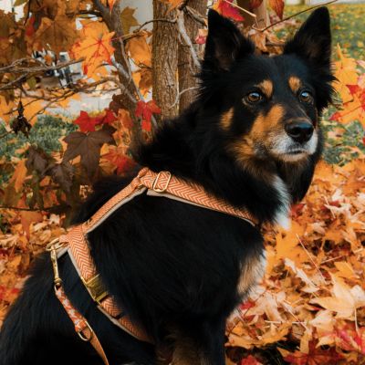 Schäferhund in Hundegeschirr Tänzer, Größe L