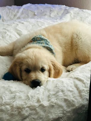 Golden Retrieverwelpe Kalle in Bagel Wollweiss Größe L