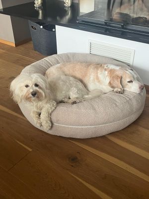 Havaneser Honey Beagle Higgens in Bagel M SAND Teddy